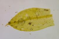 Tortula truncata
