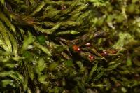 Schistidium apocarpum