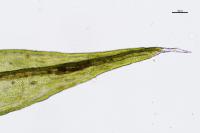 Schistidium apocarpum