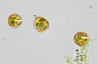 Schistidium apocarpum