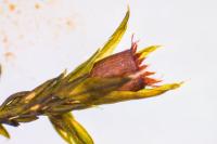 Schistidium apocarpum