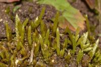 Brachythecium albicans