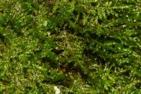 Alleniella complanata