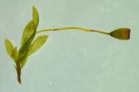 Fissidens gracilifolius