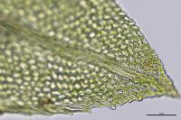 Fissidens gracilifolius
