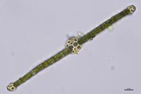 Fissidens gracilifolius