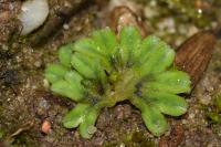Riccia sorocarpa