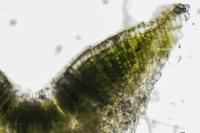 Riccia sorocarpa