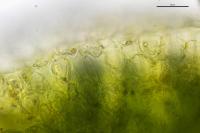 Riccia sorocarpa