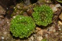 Sphaerocarpos
