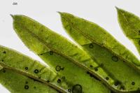 Fissidens dubius