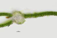 Fissidens dubius