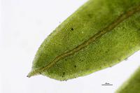 Fissidens dubius