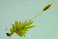 Fissidens bryoides