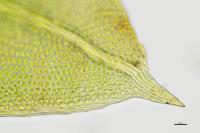 Fissidens bryoides