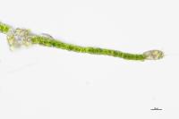 Fissidens bryoides