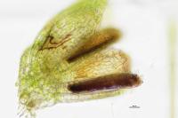 Fissidens bryoides