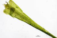 Dicranella heteromalla