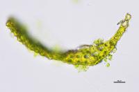 Dicranella heteromalla