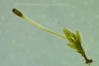 Fissidens gracilifolius