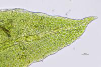 Fissidens gracilifolius