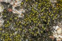 Grimmia crinita