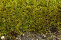 Grimmia dissimulata