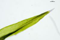 Grimmia dissimulata
