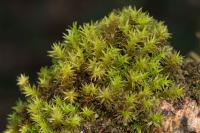 Pulvigera lyellii