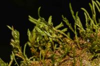 Cryphaea heteromalla
