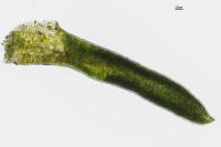 Aloina aloides