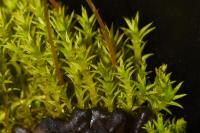 Pseudocrossidium hornschuchianum