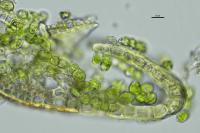 Aloina aloides
