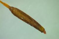 Aloina aloides