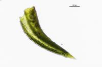 Pseudocrossidium hornschuchianum