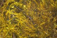Amblystegium serpens