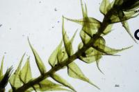 Amblystegium serpens
