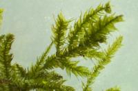 Eurhynchium striatum