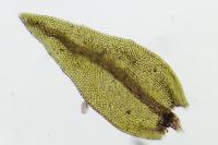 Leskea polycarpa