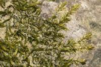 Leptodictyum riparium
