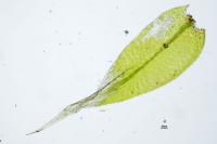 Leptodictyum riparium