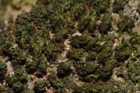 Syntrichia latifolia