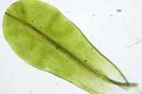 Syntrichia latifolia