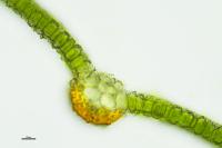 Syntrichia latifolia