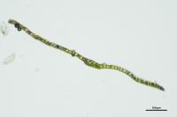 Leptodictyum riparium