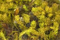 Tortella squarrosa