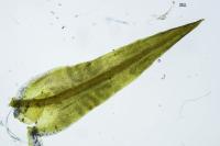 Tortella squarrosa