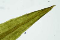 Tortella squarrosa
