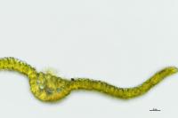 Tortella squarrosa