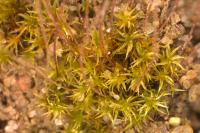 Ceratodon purpureus
